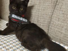 -瑞派福兴宠物医院犬猫全科·骨科·中西医结合(河东店)