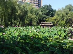 -莲湖公园