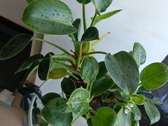 -嘉和一品粥(魏公村店)