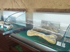 -诸城市恐龙博物馆