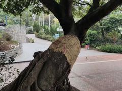 -九龙公园