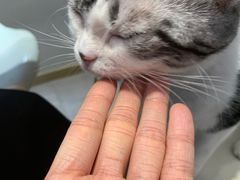 -飞行喵MR PILOT|猫舍·猫咖(静安大融城店)