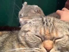 -猫儿山۰猫主题餐厅