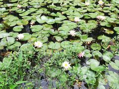 -艾溪湖湿地公园