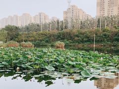 -前关湿地公园