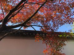 -秋霞圃