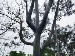 -佛山市三水区大南山森林公园
