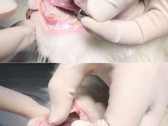 -东莞宠友24H宠物中心医院·转诊夜诊·异宠(新河北路院)