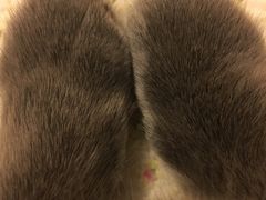 -喵zoo家庭繁育猫舍(尖东智能花园店)