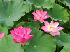 -莲花池公园