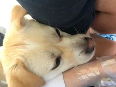 -安安宠医·安宠宠物医院