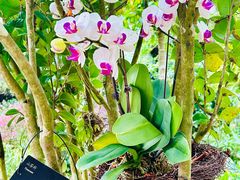 -深圳仙湖植物园