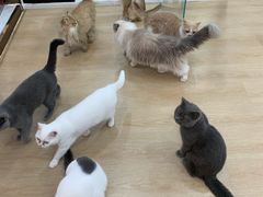 -1013 PET SHOP 宠物商店(近铁城市广场店)