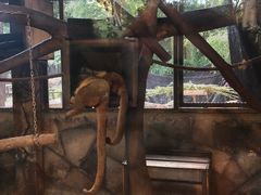 -清迈夜间动物园