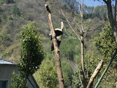 -卧龙中华大熊猫苑神树坪基地