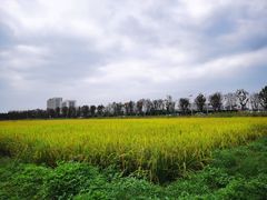 -光明小镇欢乐田园
