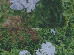-松山湖梦幻百花洲