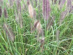 -白鹭湾湿地公园