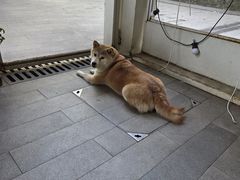 -李小姐の猫咖啡馆(五角场店)