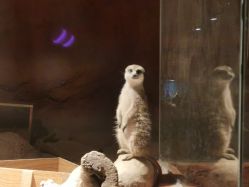 -酷嗒动物文化乐园(cutezoo西溪乐天城店)