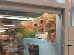 -FAELING PETS美天灵宠物(合生汇店)
