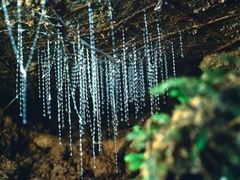 -怀托摩萤火虫洞