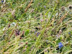 -白草畔自然风景区