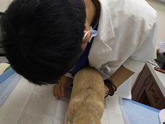 -美联众合动物医院·24h转诊中心