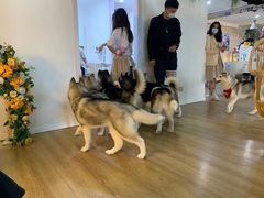 -Husky Go! 哈士奇体验馆·宠物咖啡厅狗咖