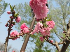 -海棠花溪(元大都城垣遗址公园)