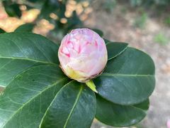 -中国科学院华南植物园