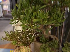 -gaga(深圳福田星河COCO Park店)