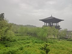 -大唐贡茶院