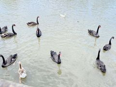 -溱湖国家湿地公园