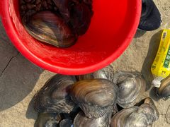 -合肥滨湖国家森林公园