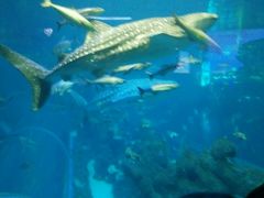 -成都浩海立方海洋公园