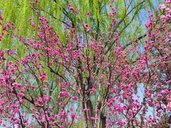 -海棠花溪(元大都城垣遗址公园)