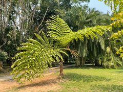-中国科学院西双版纳热带植物园