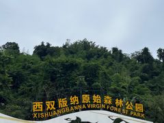 -西双版纳原始森林公园