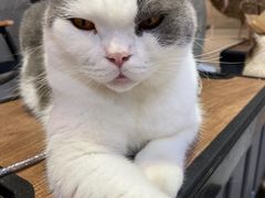 -Heymao猫咖.咖啡厅(东门店)