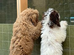 -帕帕拉兹宠物(亚洲旗舰店)