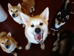 -喜柴咖啡·柴犬狗咖