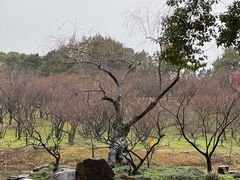 -无锡梅园公园