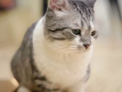 -安格丽娜·狗咖·猫咖羊驼咖(春熙路百盛商场店)