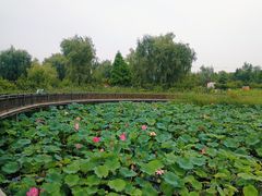 -羊亭河湿地公园