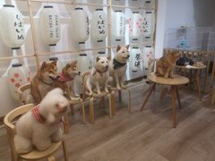 -柴迷FANS CLUB·柴犬狗咖·猫咖