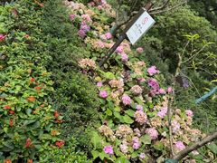 -庐山风景区花径公园