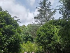 -上海佘山国家森林公园天马山园