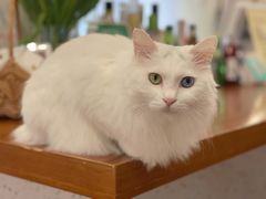 -有猫主题·治愈系猫咖(曾厝垵店)