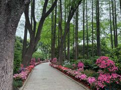 -上海醉白池公园